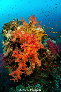Red Sea soft coral
Nikon d70s
Tokina 10-17 by Oscar Miralpeix 